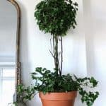 Fresh Plants to Replace Your Holiday Décor