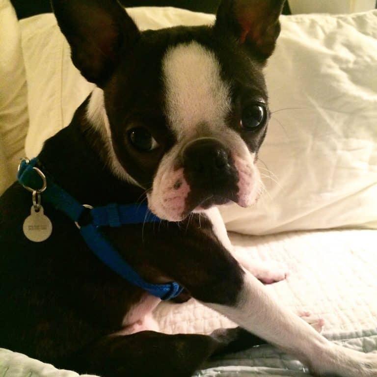 My Life:  Danielle Steele, Lentil Salad and A New Beach Cottage Project