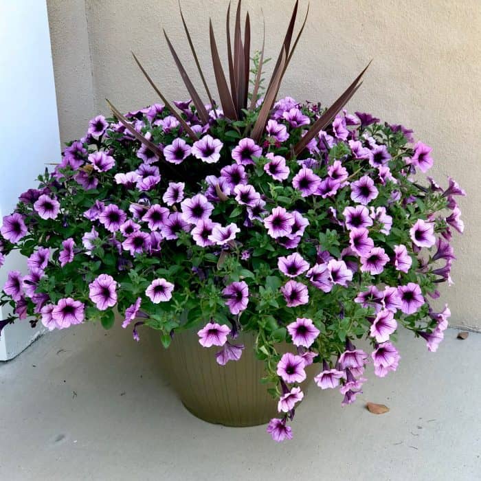 Petunias in large pot from Home Depot