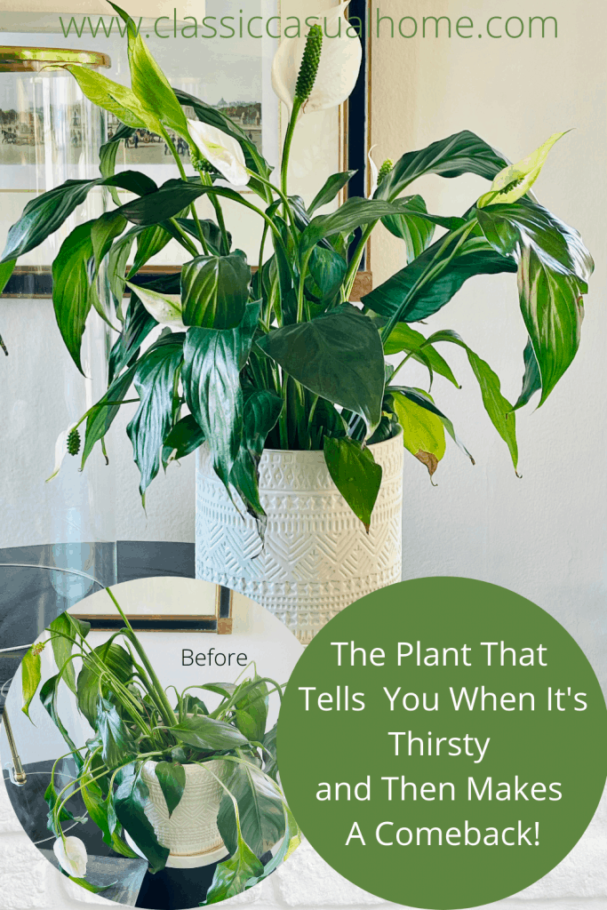 Peace Lily Easy Care Plant