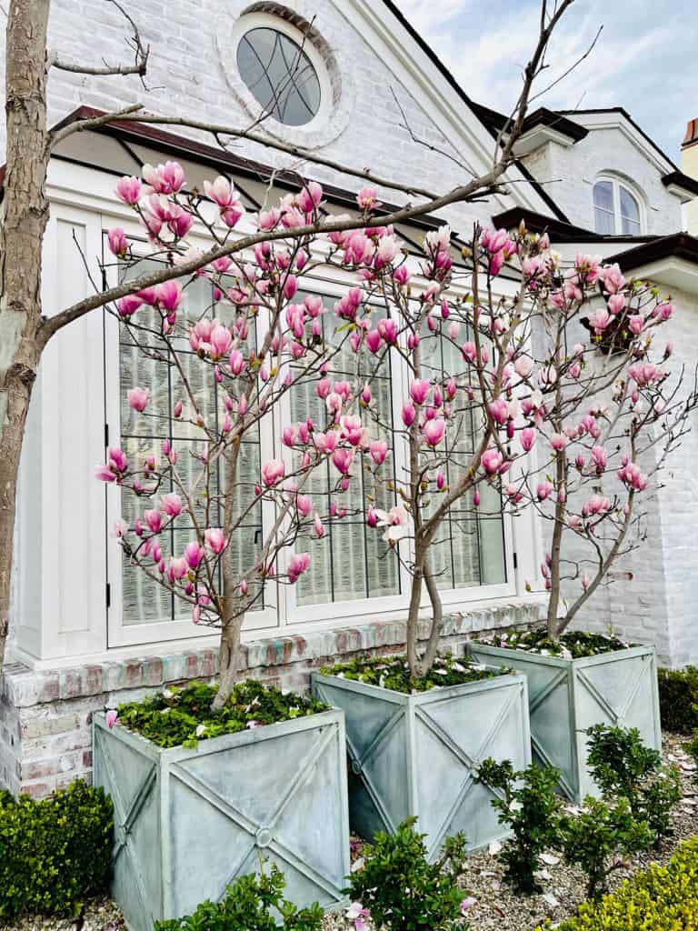 Pink Magnolia blossoms