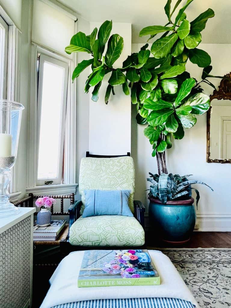 House Plant Tips