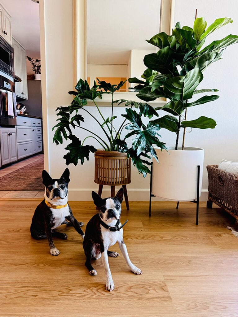 Refresh With Indoor Plants, Crowd-Favorite Party Recipes And More